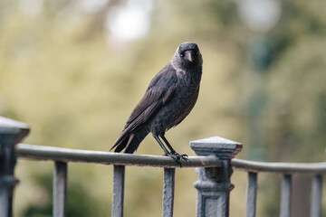 Jackdaw on a iron railing in Czech Republic.