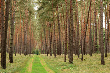 Fichtenwald mit Waldweg im Herbst
