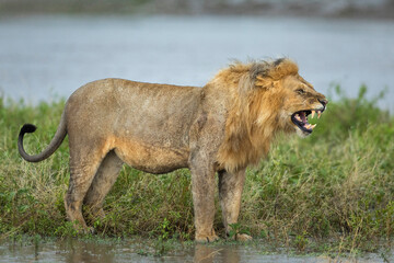 Male lion standing in green grass at the edge of river snarling in Ngorongoro in Tanzania
