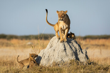 Lioness and her three cubs sitting on a termite mound in morning sunlight in Savuti in Botswana