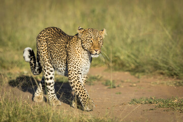 Horizontal portrait of an adult leopard with beautiful eyes and mane in Masai Mara in Kenya