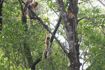 Proboscis monkeys are long-nosed monkeys with reddish brown hair and are one of two species in the genus Nasalis. Proboscis monkeys are endemic to the island of Borneo which is famous for its mangrove