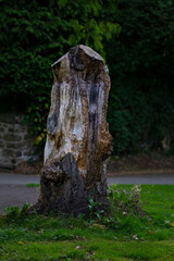 A Tree Cut Down in the Park Affecting the Environment