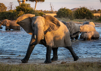 Elephant female giving warning with open ears in yellow golden afternoon in Savuti in Botswana
