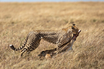 Adult cheetah dragging a dead gazelle in Masai Mara in Kenya