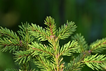 Fir branche as a close up against a green blurred background