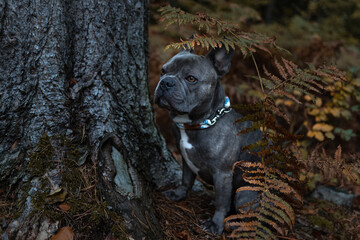 Cute french bulldog in the woods smelling on a fern leave