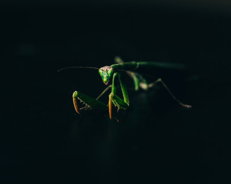 Zielona modliszka zielona na czarnym tle w ciemności.