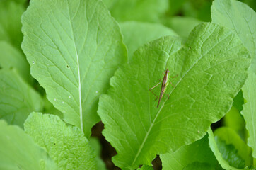 the small green bug insect on the spinach leaves in the garden.