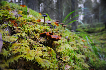 Mushrooms growin in moss in the forest