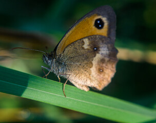 Obraz premium butterfly