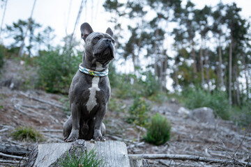 Cute French Bulldog on a clearing in the forest