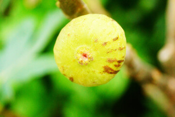 Figs hang on the branches