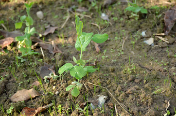 bunch the ripe green peas plant seedlings in the garden.
