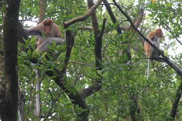 Proboscis monkeys are long-nosed monkeys with reddish brown hair and are one of two species in the genus Nasalis. Proboscis monkeys are endemic to the island of Borneo which is famous for its mangrove