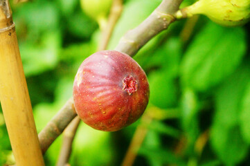 Figs hang on the branches
