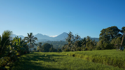 Obraz premium landscape with trees and clouds