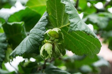 Hazelnut tree with fruits, known as cobnut or filbert nut.
