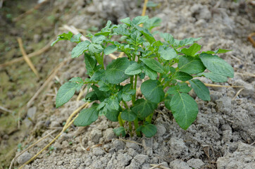 the ripe green potato plant seedlings in the garden.