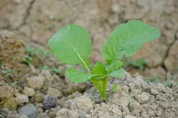bunch the small ripe green spinach plant seedlings in the garden.
