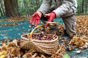 R&eacute;colte des ch&acirc;taignes en Ard&egrave;che