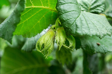 Hazelnut tree with fruits, known as cobnut or filbert nut.