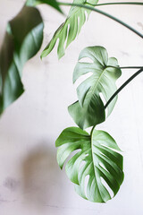 Carved leaves of a beautiful monstera flower on the background of a concrete wall. Home garden. Monstera deliciosa, tropical leaves, trend. Eco-friendly home concept. High contrast, light and shadow.