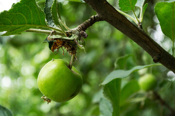 Branches with unripe apples. Apple tree. Tasty apples on a branch.