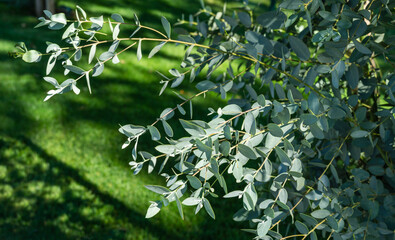 Close-up of beautiful young leaves Eucalyptus gunnii (Cider gum) on blurred grass background in city public park 'Krasnodar' or 'Galitsky park'. Nature concept with place for text. Selective focus © MarinoDenisenko