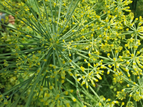 Nature in green background with yellow flowers