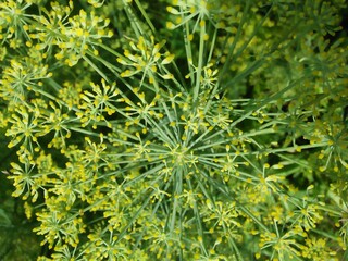 green moss background Flower.