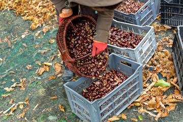 Récolte des châtaignes en Ardèche © Reddragonfly