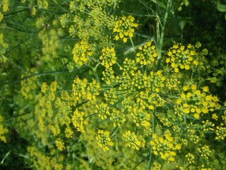 flowers in the garden.