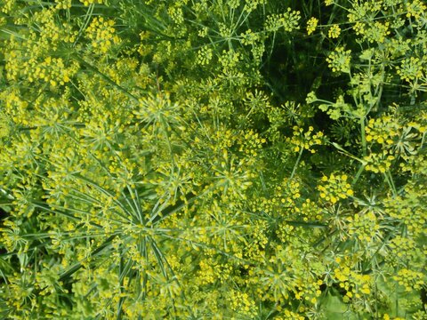 green leaves background