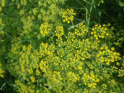 flowers in the garden.