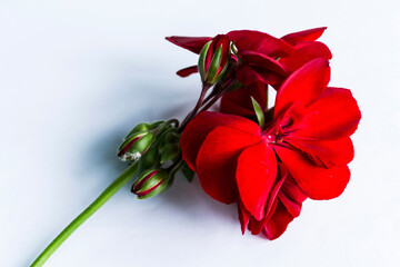 Red Geranium Pelargonium flowers isolated on white background.