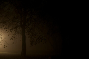 Tree in a foggy winter night