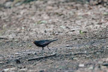 Black bird, Turdus merula in the forest.