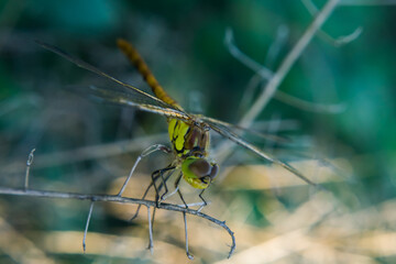 Odonata,Dragonfly