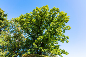 Botanischer Garten zu Köln am Rhein