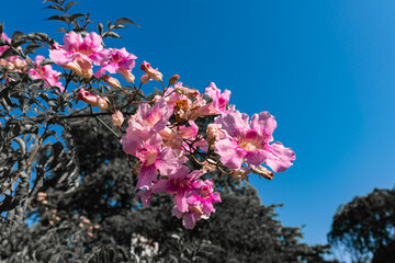 Botanischer Garten zu K&ouml;ln am Rhein