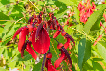 Botanischer Garten zu K&ouml;ln am Rhein