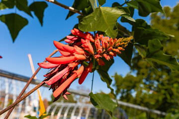 Botanischer Garten zu K&ouml;ln am Rhein