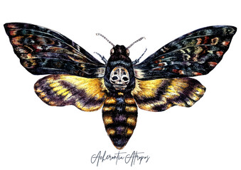 Watercolor Illustration of Death's-head hawkmoth