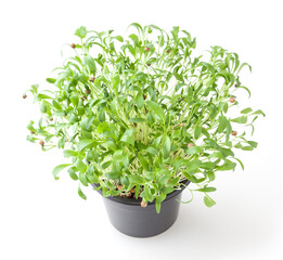 Naklejka premium Growing micro greens coriander sprouts isolated on white background
