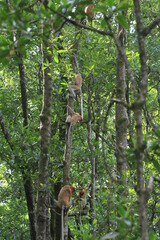 Proboscis monkeys are long-nosed monkeys with reddish brown hair and are one of two species in the genus Nasalis. Proboscis monkeys are endemic to the island of Borneo which is famous for its mangrove