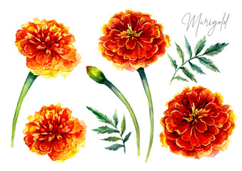 Watercolor Botanical Illustration of Marigold Flowers. - 385959936