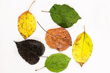 autumn leaves isolated on white