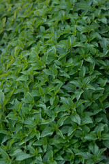 Fototapeta na wymiar Background of green fern leaves in nature