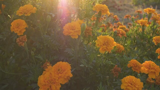 tagetes marigold flowers growing in the garden in the light of evening sun
